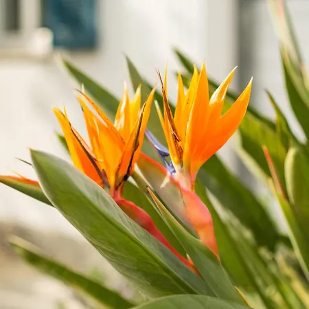 Petite Maison-studio Ba014s * Cagnes-sur-Mer