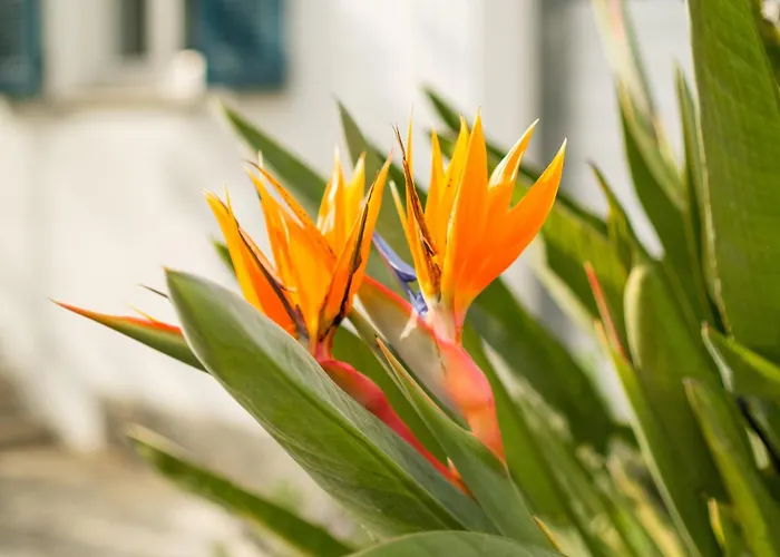 Petite Maison-studio Ba014s * Cagnes-sur-Mer